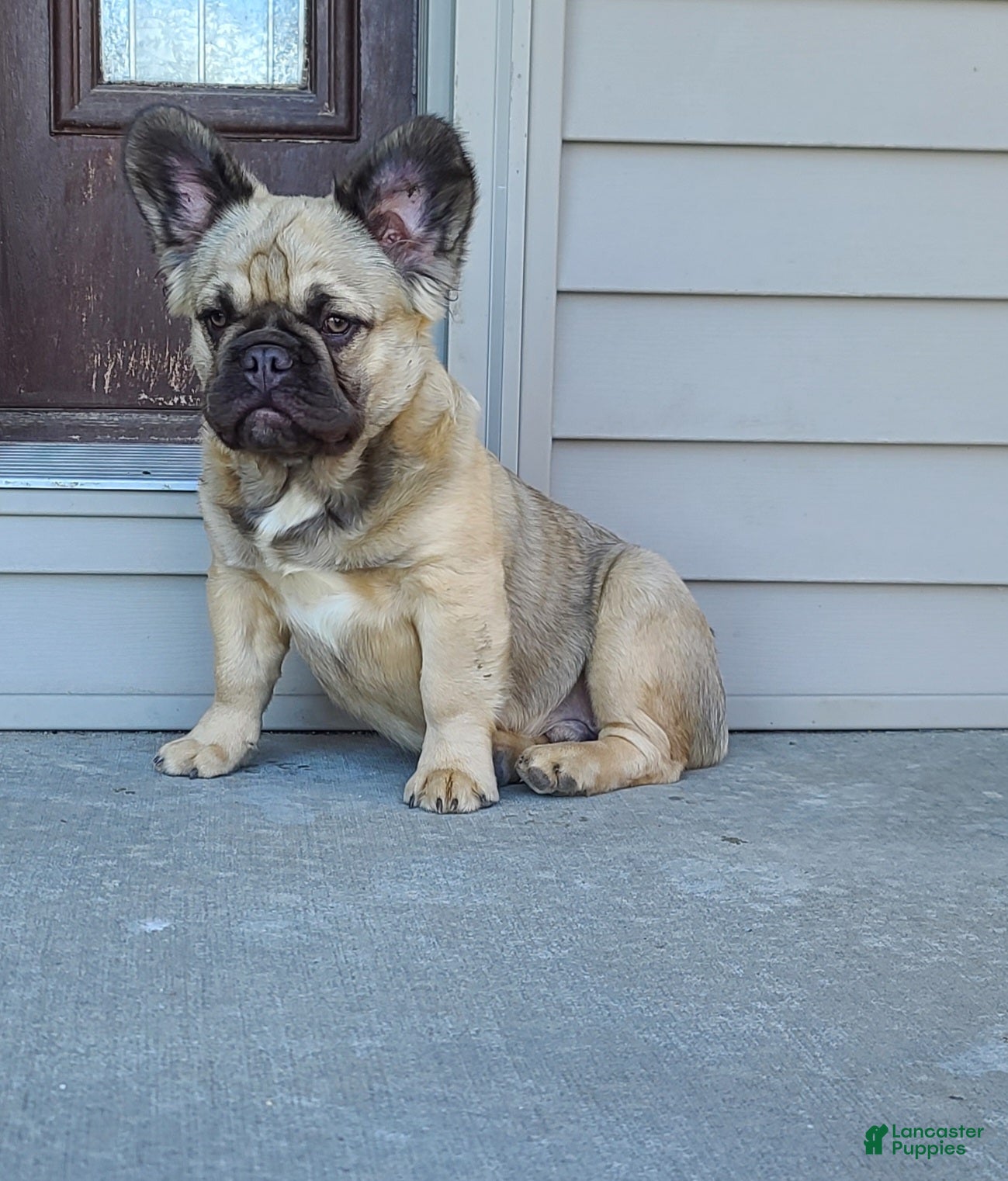 French Bulldog dogs Coco fawn fluffy male - Ad 2