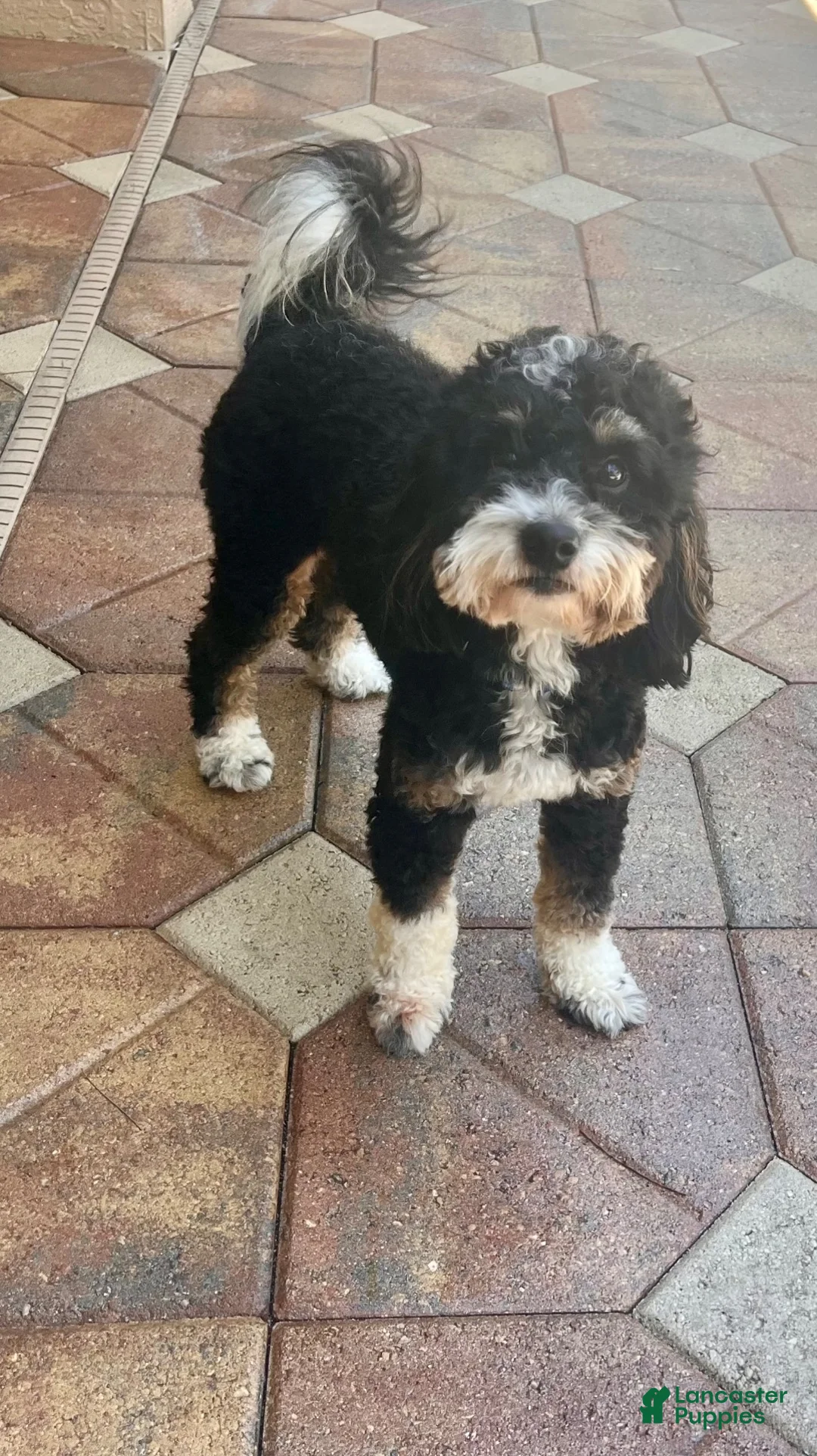 Mini Bernedoodle dogs for stud: Dutch: Stud Fee $500/ $250 deposit required - Ad 2