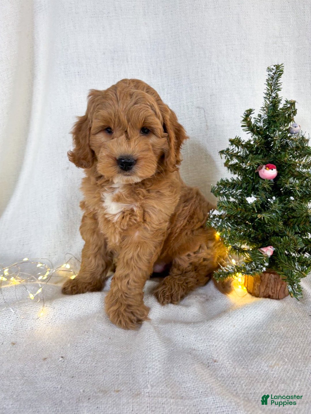 Mini Goldendoodle dogs for sale: Chip - Ad 5