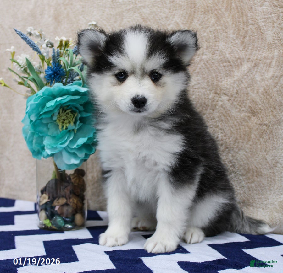 Pomsky dogs Cleo - Ad 22