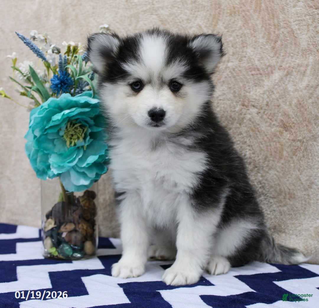 Pomsky dogs for sale: Cleo - Ad 1