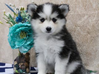 Pomsky dogs Cleo - Ad 23
