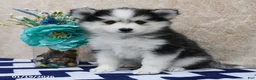 Pomsky dogs for sale: Cleo - Ad 1