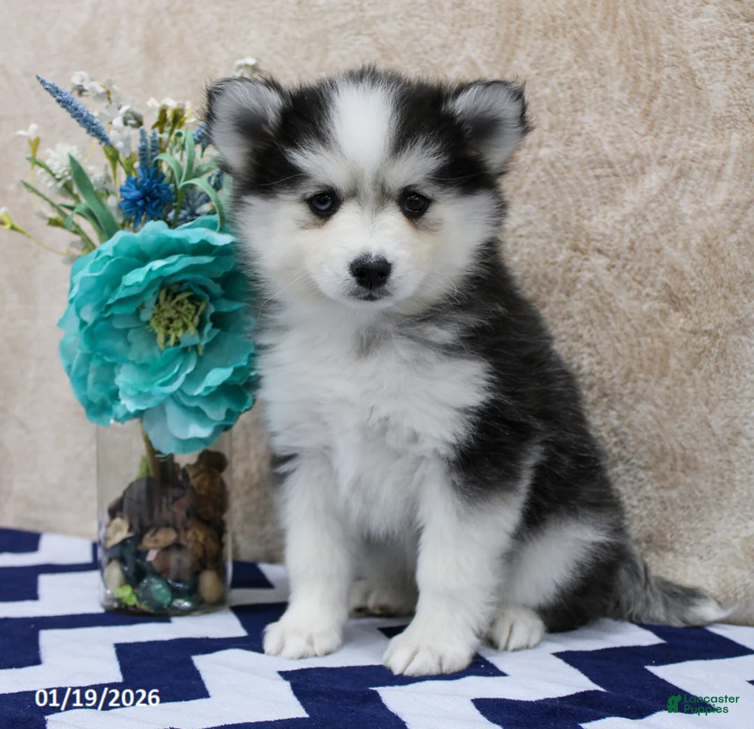 Pomsky dogs for sale: Cleo - Ad 1