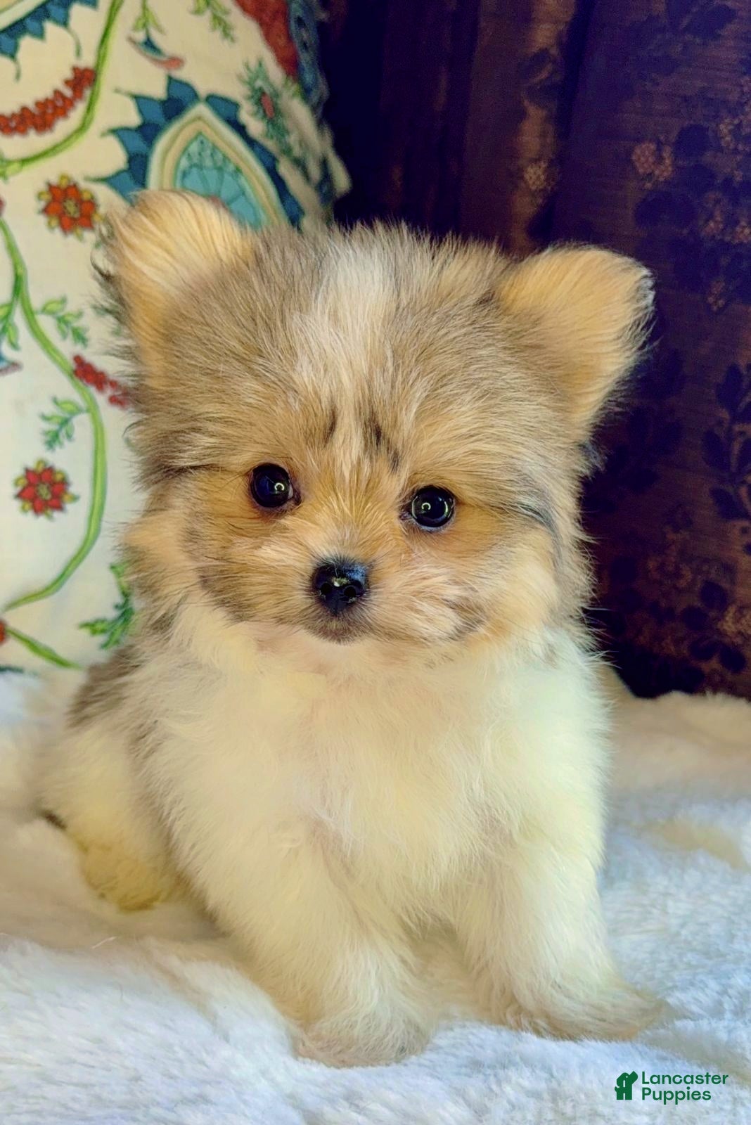 Mixed Breed dogs Designer Breed Yorkishire Terrier, Pomeranian Mix Puppy Female Bella - Ad 42