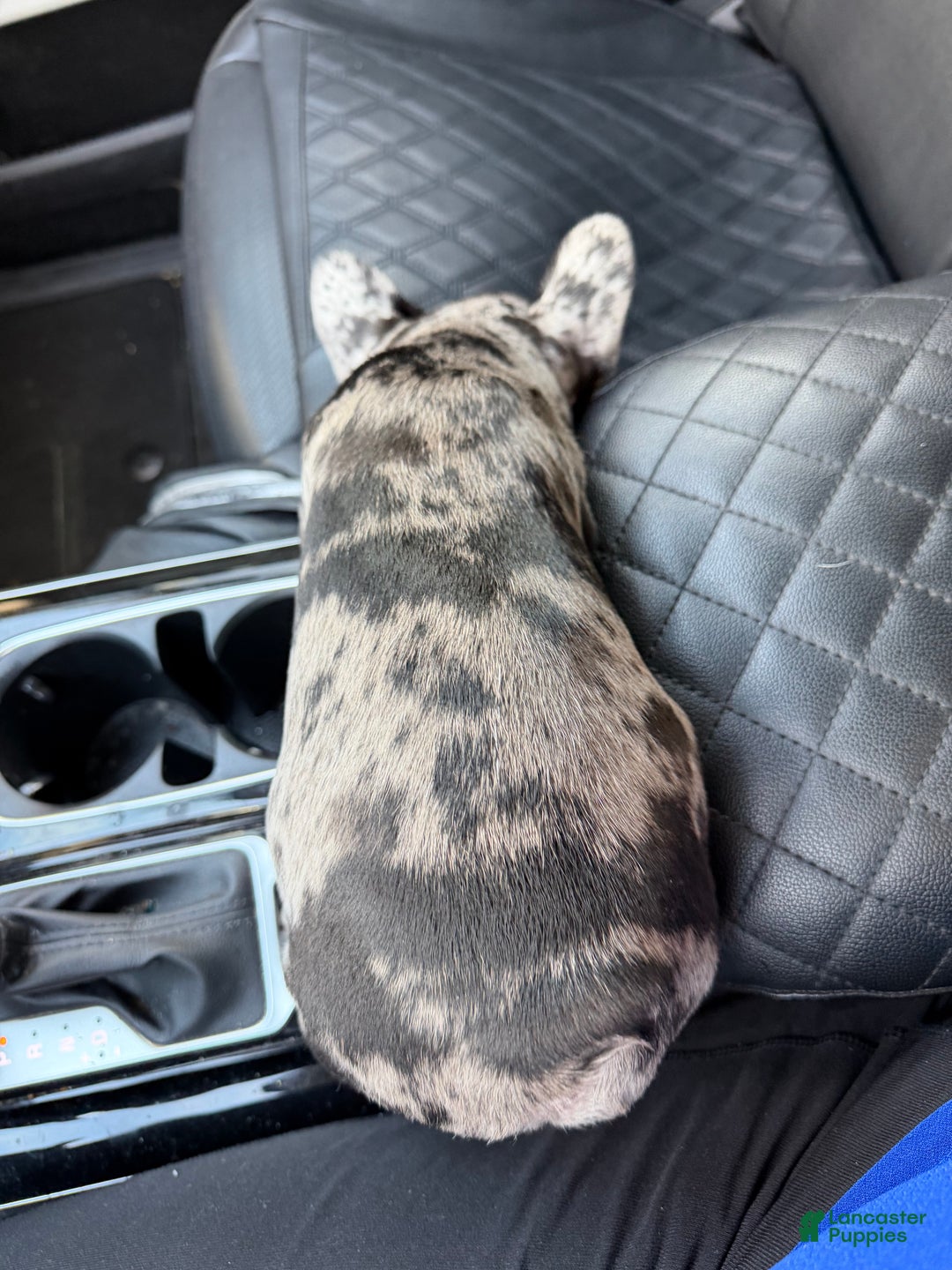 French Bulldog dogs for sale: Petey - Ad 9