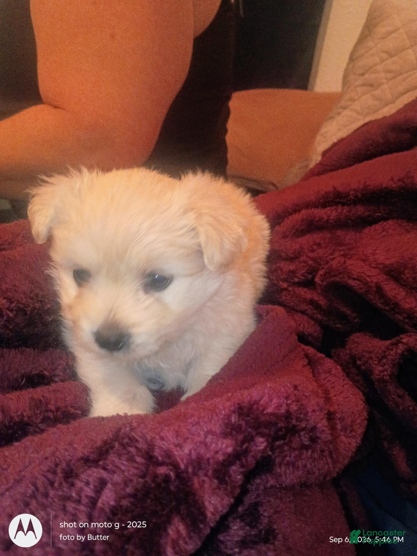 Maltese dogs Maltese 1 - Ad 11