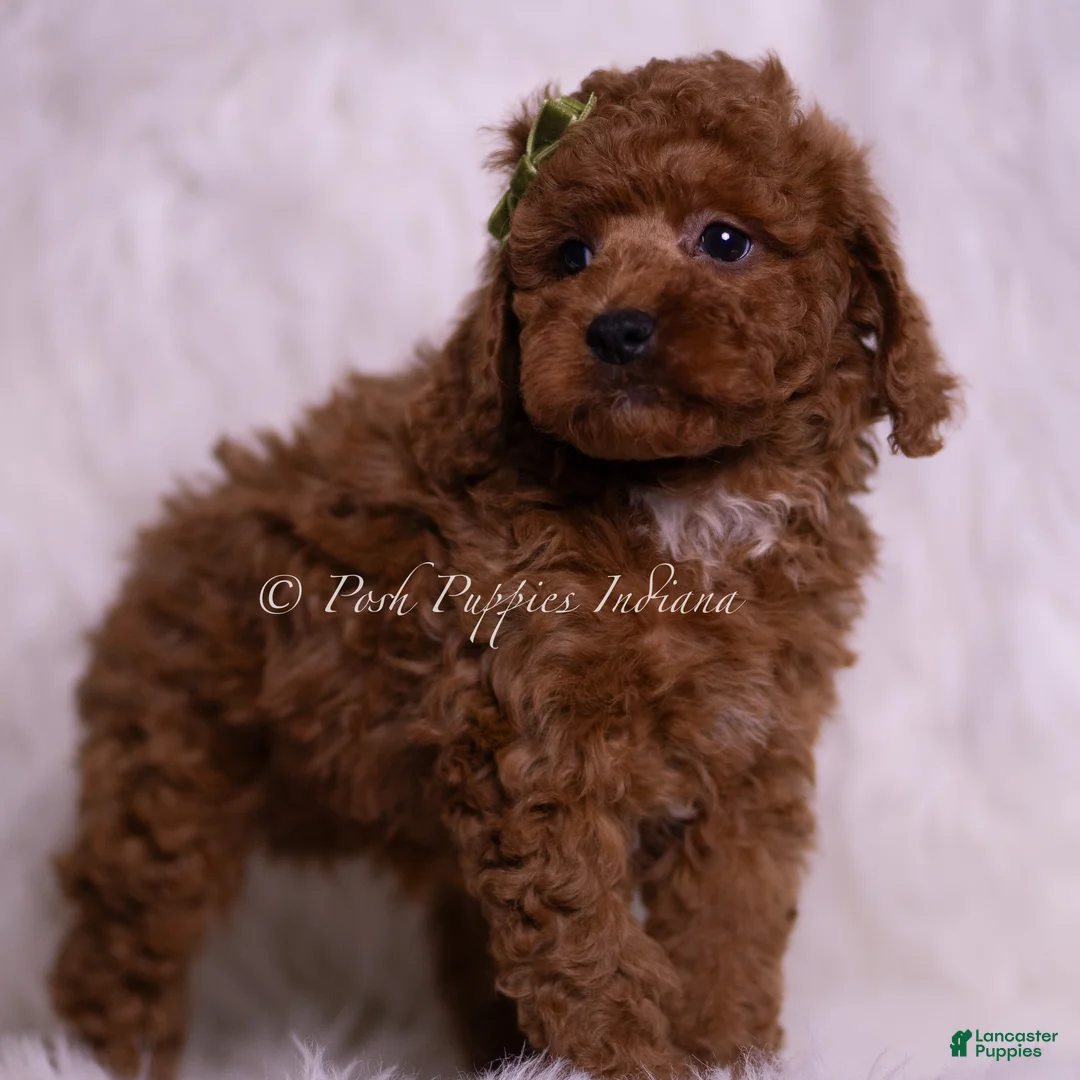 Toy Poodle dogs for sale: Starbrite - Ad 2
