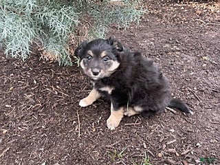 Mixed Breed dogs Allie - Ad 26