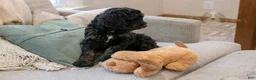 Bernedoodle dogs for sale: Denali - Ready Now! - Ad 16