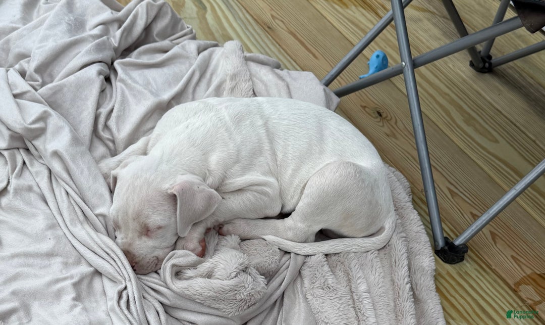 Dogo Argentino dogs for sale: Puppy M3 - Ad 50