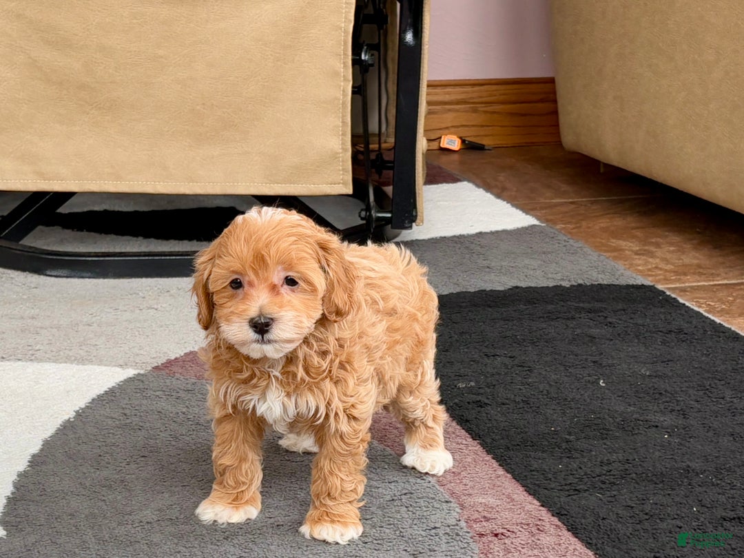 Maltipoo dogs for sale: Maltipoo male 1  - Ad 6