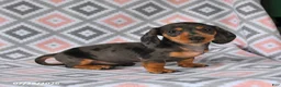 Dachshund dogs for sale: Piper - Ad 4