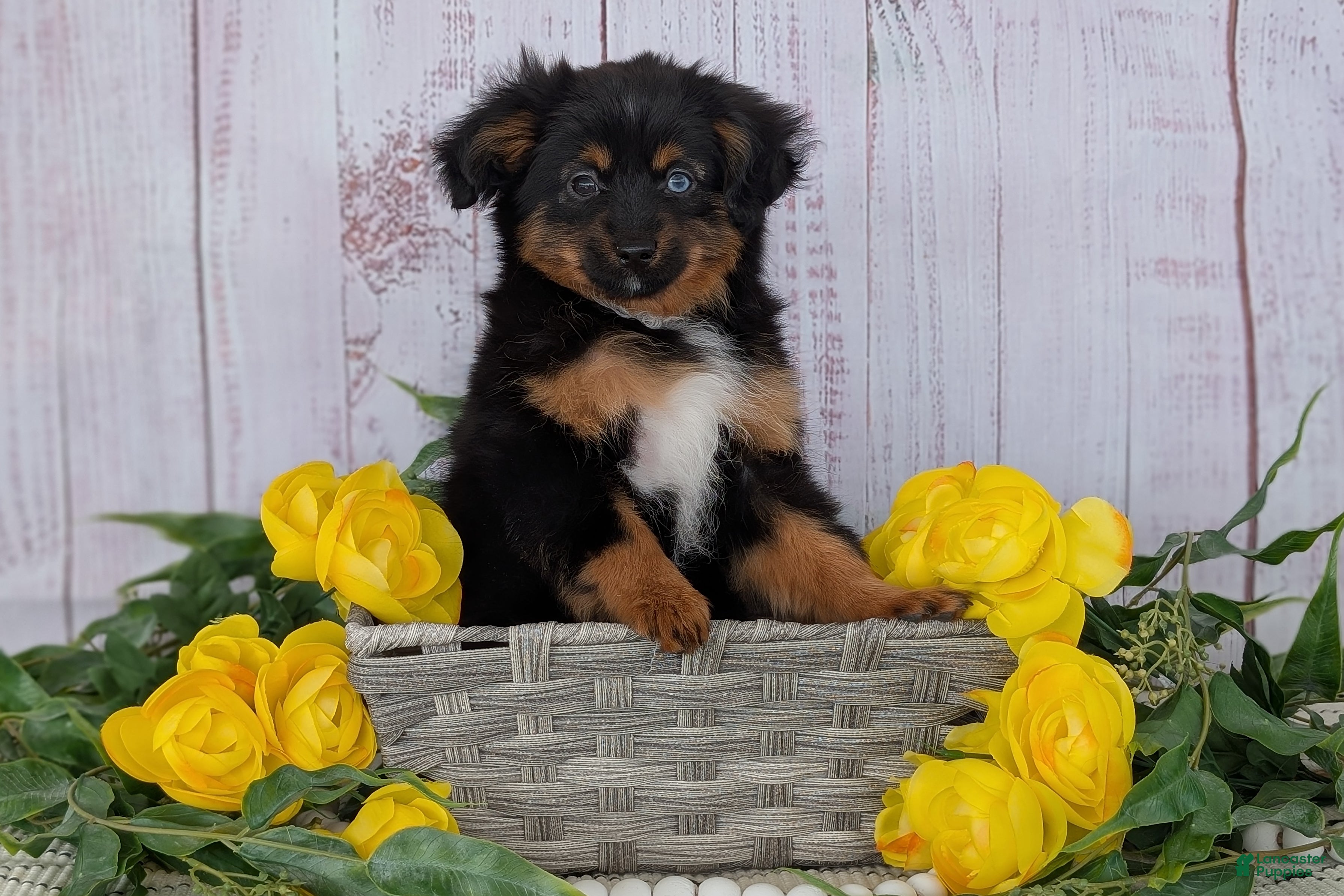 Toy Australian Shepherd dogs Brittlyn - Ad 2