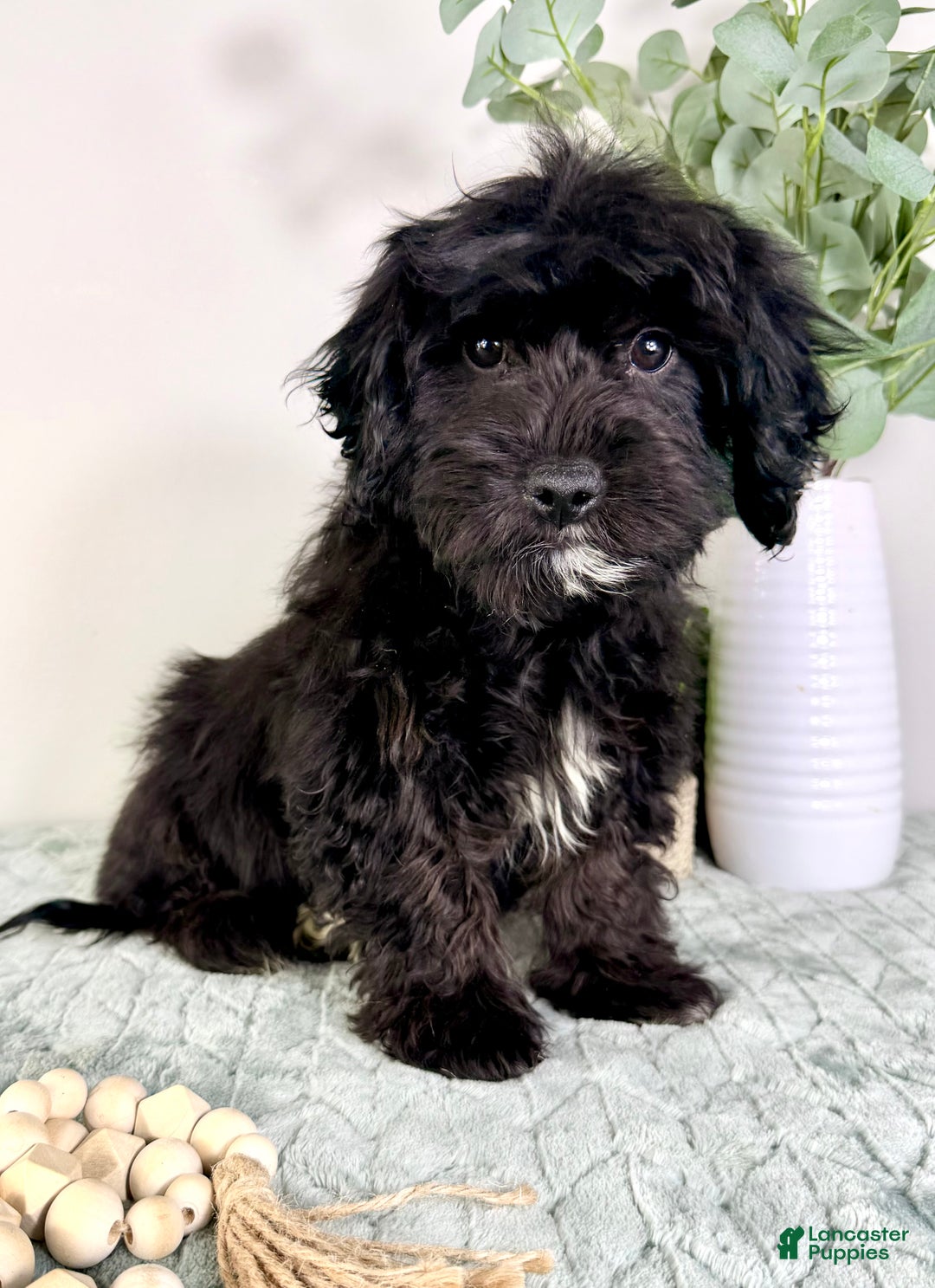Cockapoo dogs for sale: Spade - Ad 4