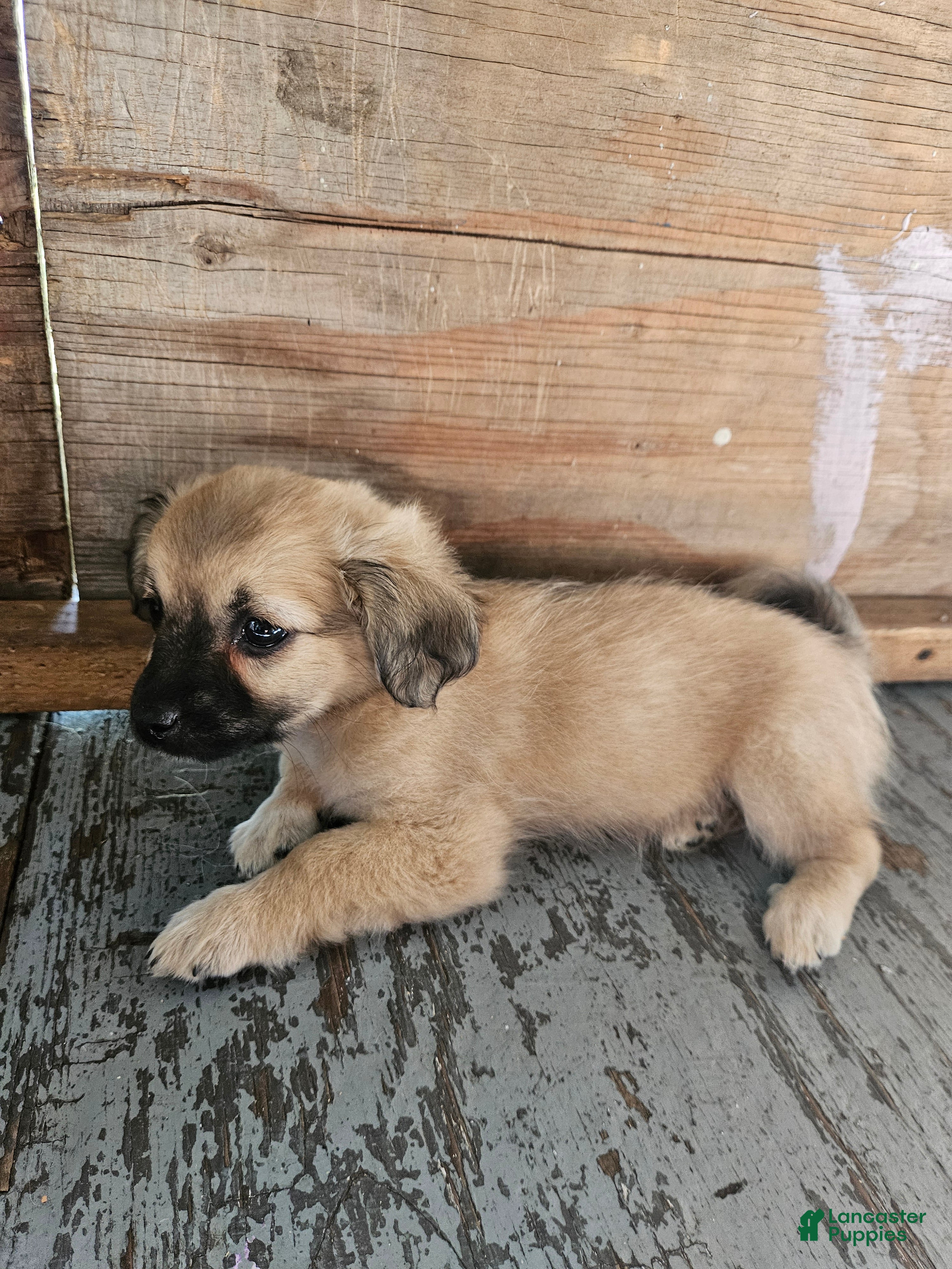 Havanese dogs Havanese 6 - Ad 1