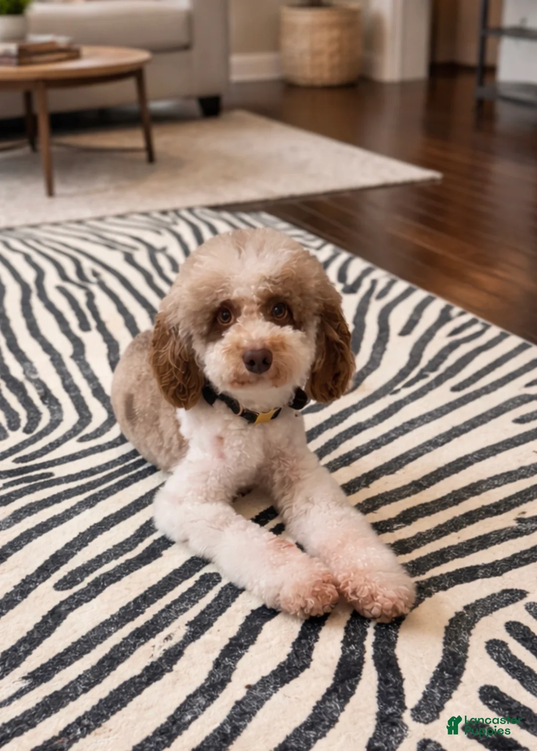 Miniature Poodle dogs for stud: Blaze  - Ad 1