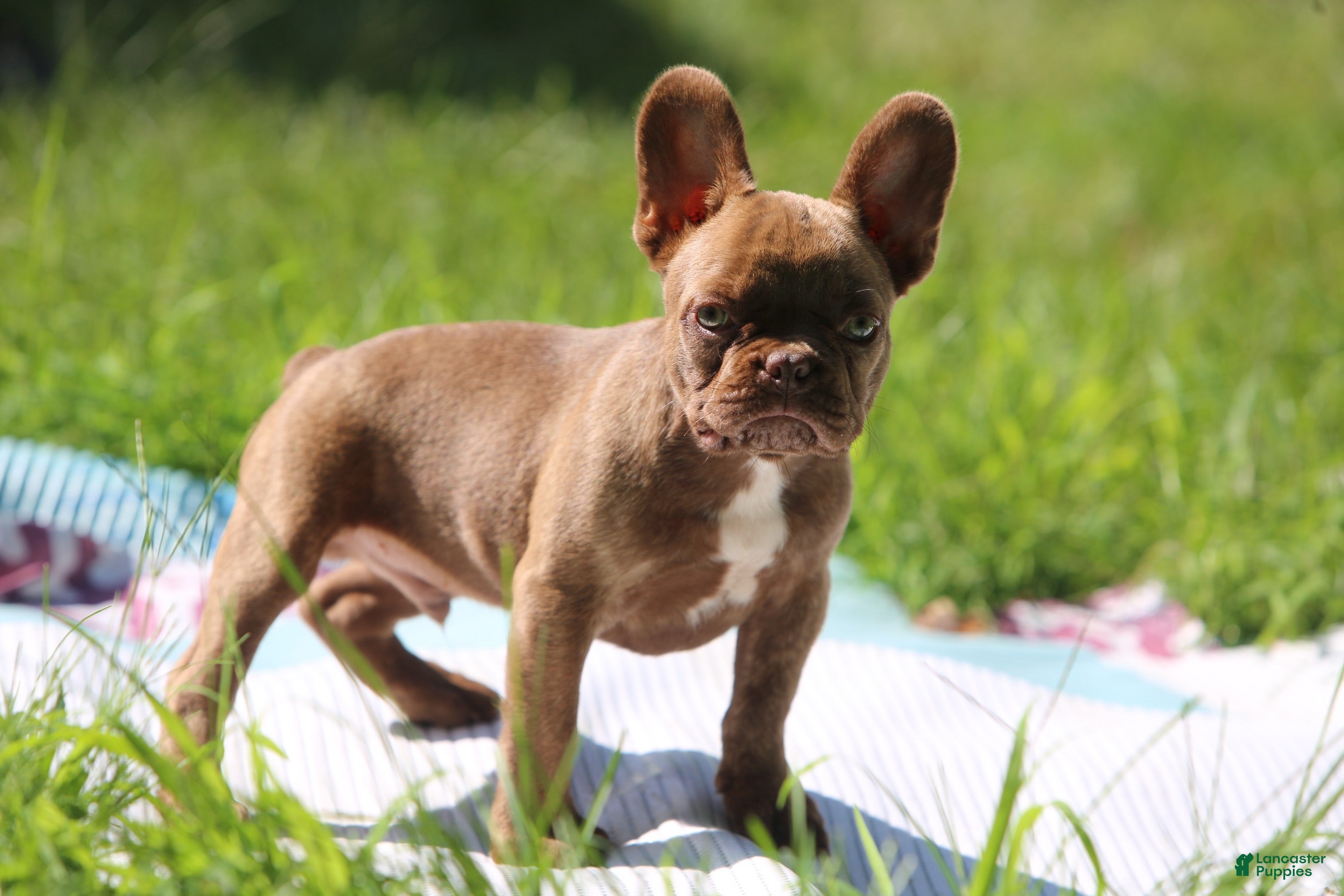 French Bulldog dogs French Bulldog 2 - Ad 2