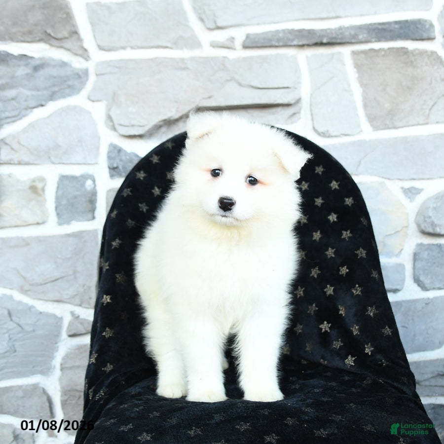 Samoyed dogs Kayla - Ad 2