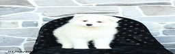 Samoyed dogs for sale: Kayla - Ad 2