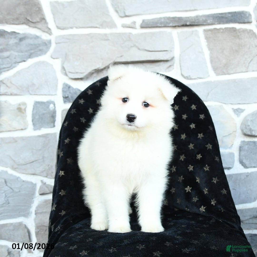Samoyed dogs for sale: Kayla - Ad 2