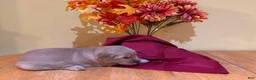 Golden Retriever dogs for sale: Miss Purple - Ad 5