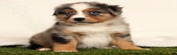 Miniature Australian Shepherd dogs for sale: Dolly - Ad 5