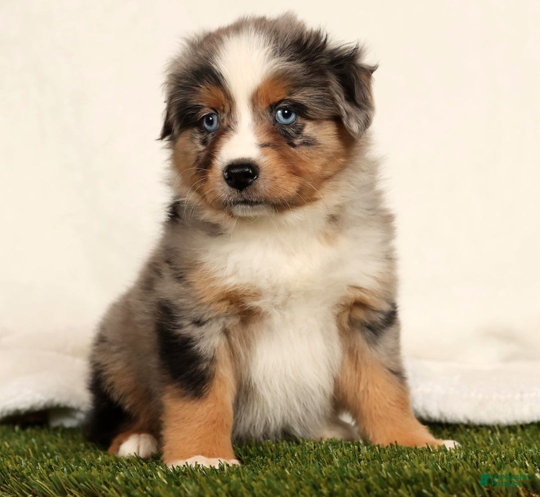 Miniature Australian Shepherd dogs for sale: Dolly - Ad 5