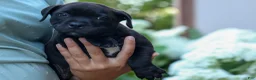 Staffordshire Bull Terrier dogs for sale: Maverick🩵 - Ad 11