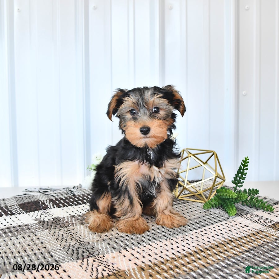 Yorkshire Terrier dogs Lucky - Ad 1
