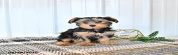 Yorkshire Terrier dogs for sale: Lucky - Ad 1