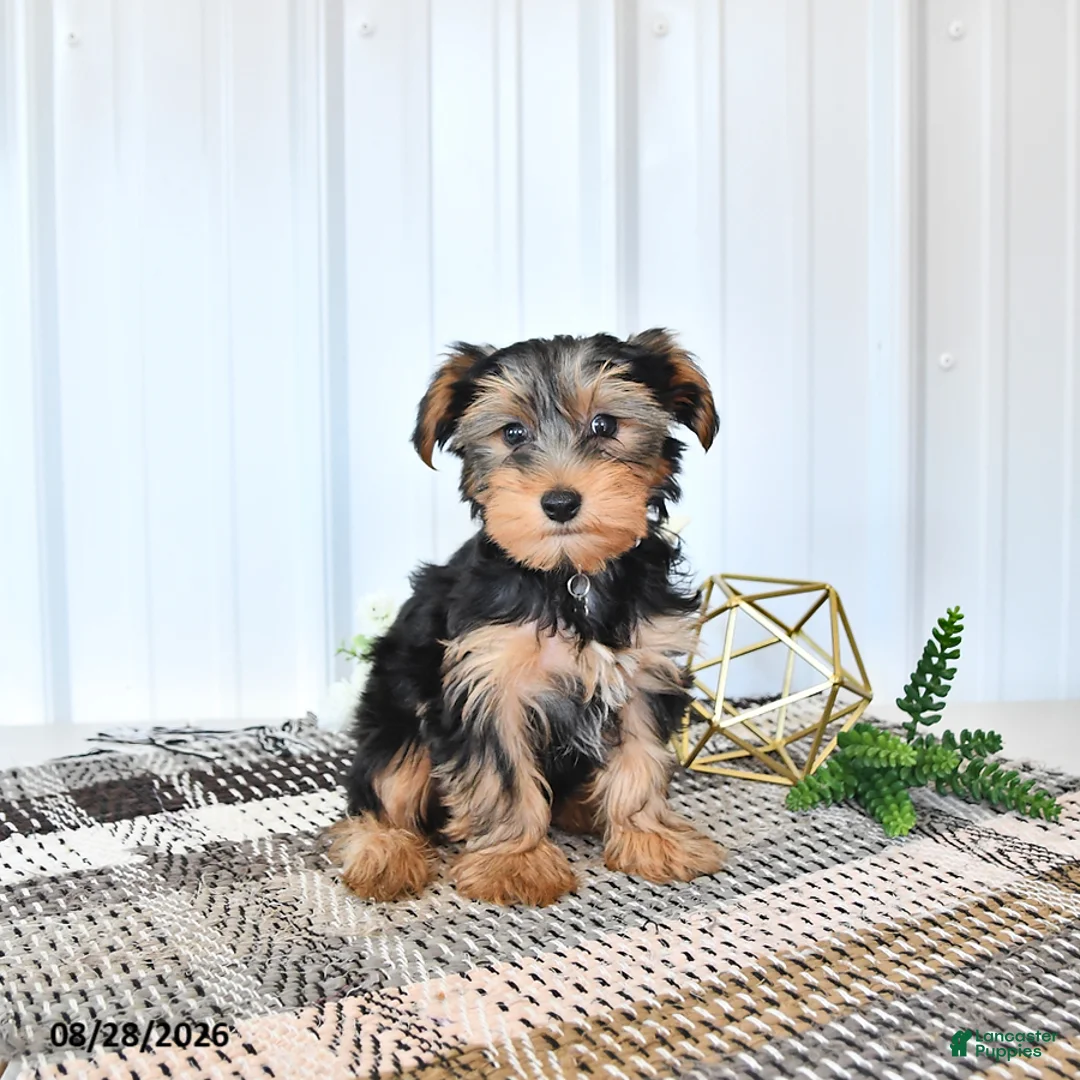 Yorkshire Terrier dogs for sale: Lucky - Ad 1