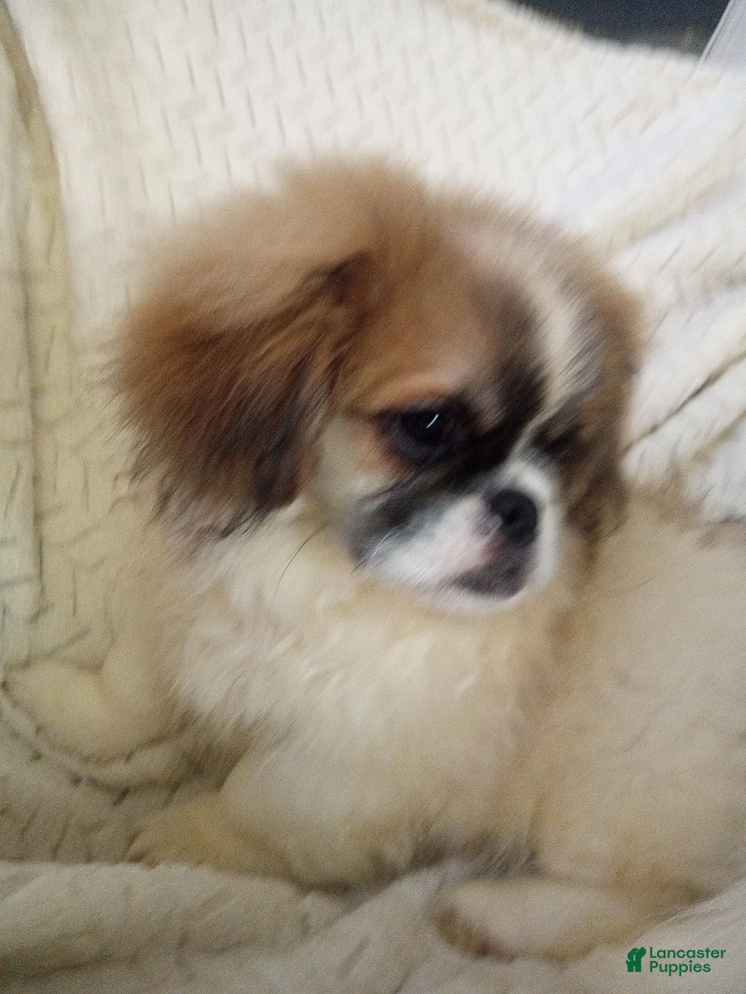 Pekingese dogs for sale: Tao - Ad 6