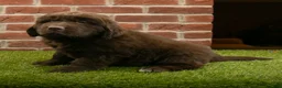 Newfoundland dogs for sale: Dexter - Ad 5