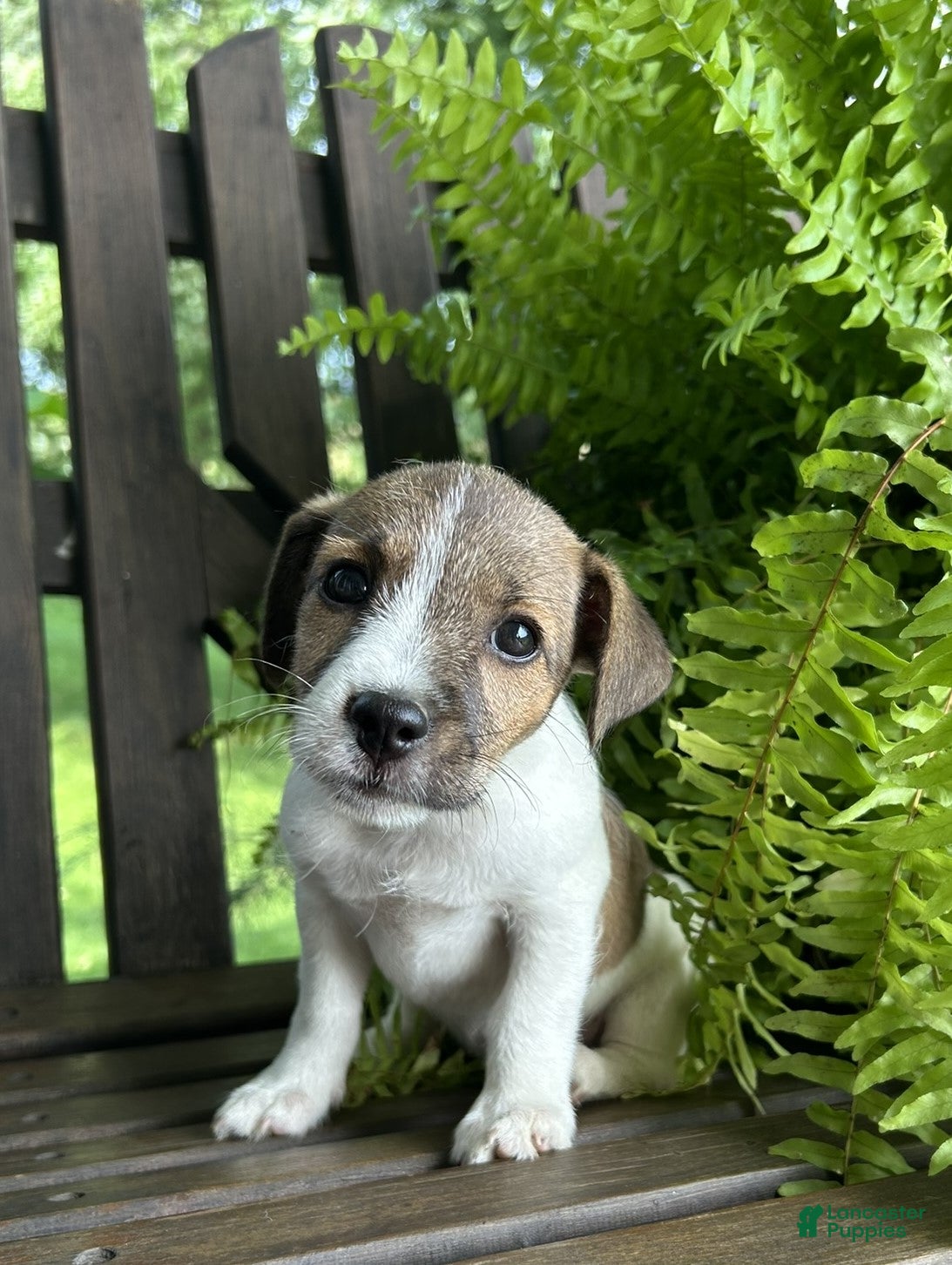Jack Russell Terrier dogs Ginger - Ad 36