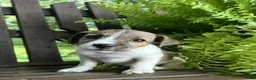 Jack Russell Terrier dogs for sale: Ginger - Ad 1