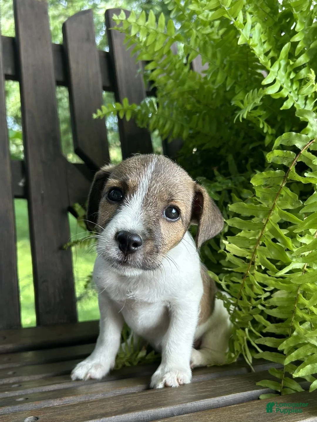 Jack Russell Terrier dogs for sale: Ginger - Ad 1