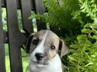 Jack Russell Terrier dogs Ginger - Ad 19