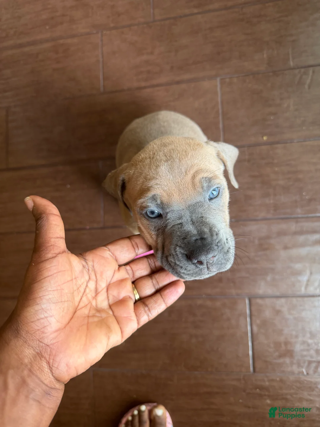 Cane Corso dogs for sale: Cane Corso Puppy 2 - Ad 2
