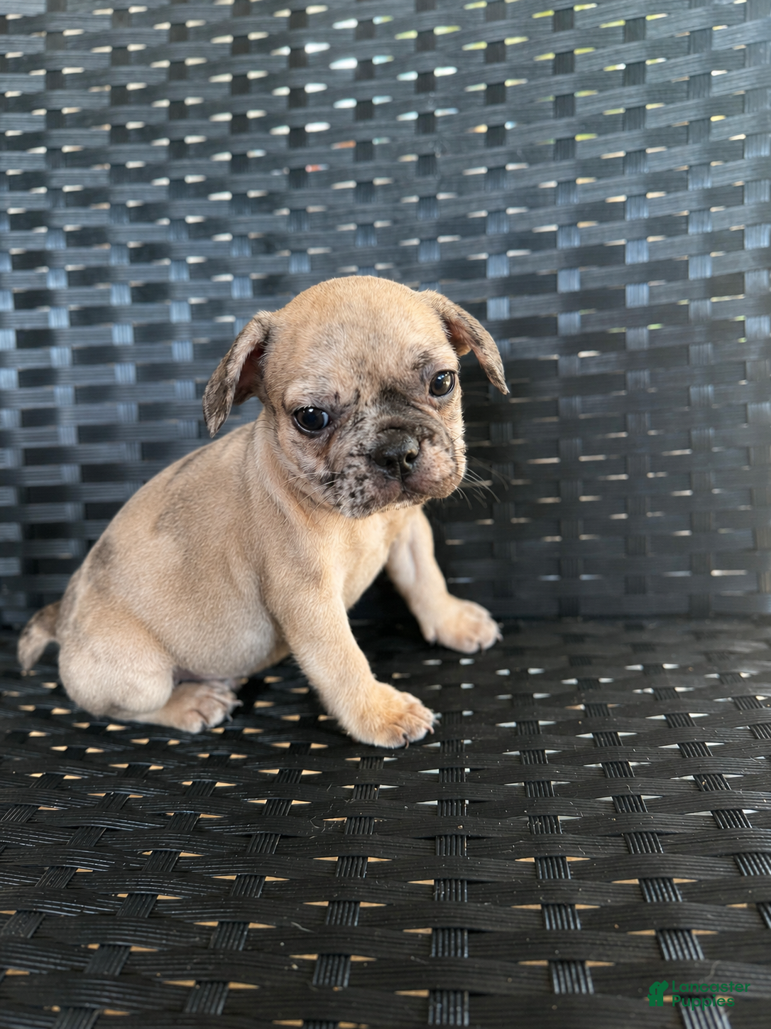 French Bulldog dogs Wave  - Ad 39