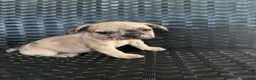 French Bulldog dogs for sale: Wave  - Ad 1