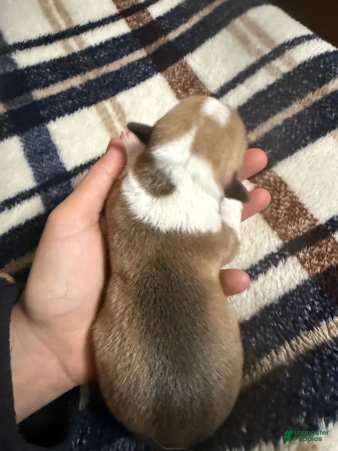 Welsh Corgi Pembroke dogs for sale: Welsh Corgi Pembroke Puppy 10 - Ad 2