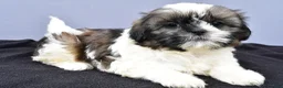 Shih Tzu dogs for sale: Anson - Ad 1