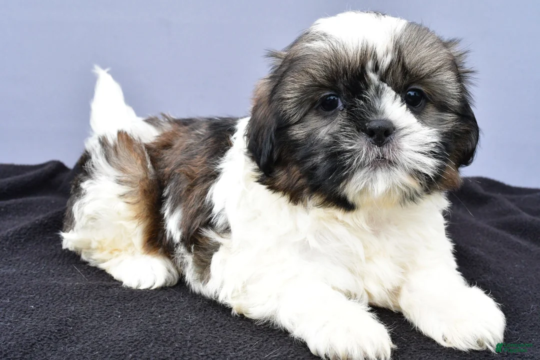 Shih Tzu dogs for sale: Anson - Ad 1