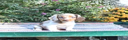 Miniature Dachshund dogs for sale: Kelsey - Ad 3