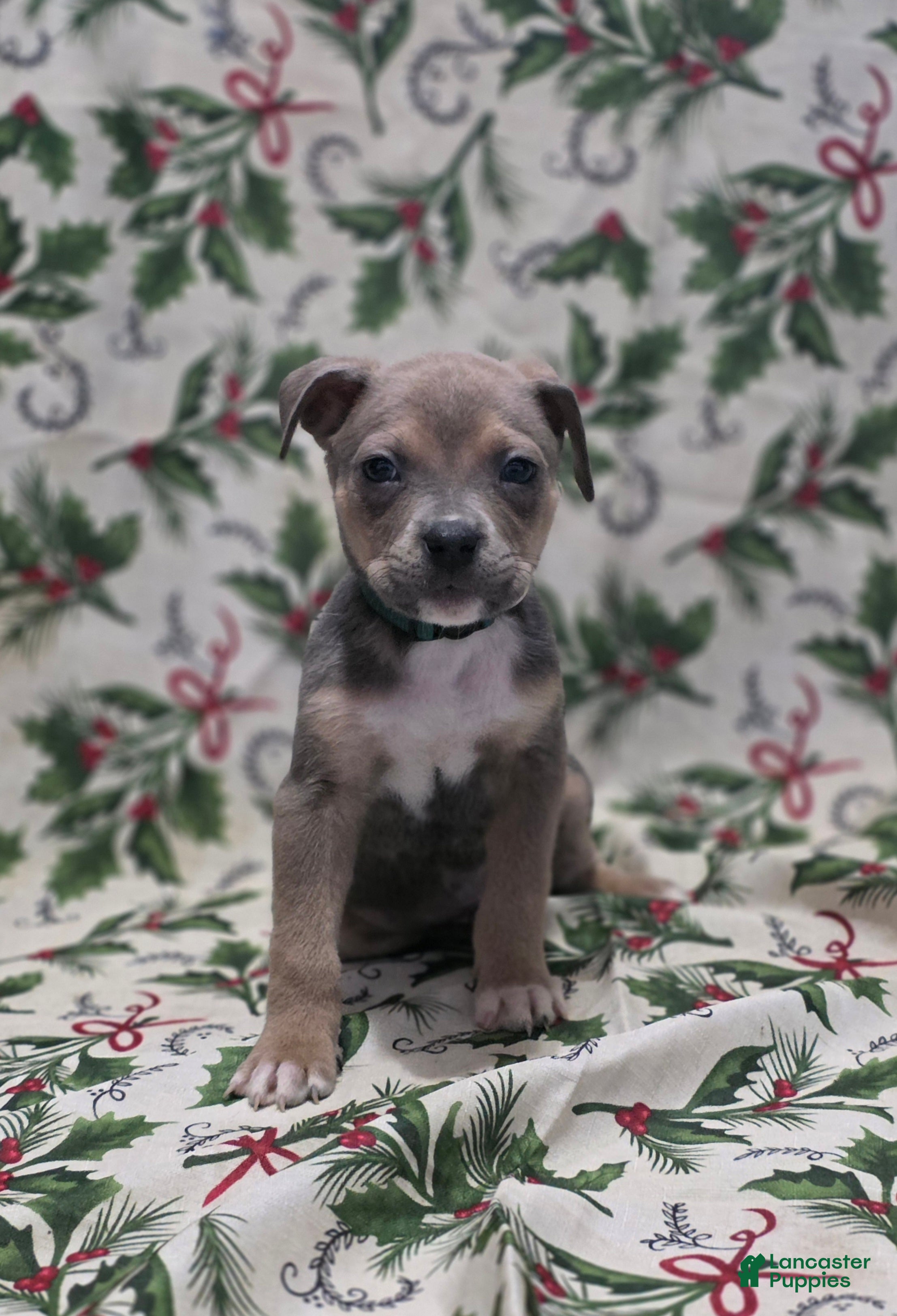 Mixed Breed dogs Hermes - Ad 29