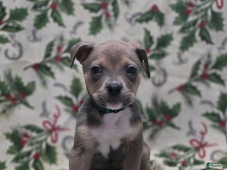 Mixed Breed dogs Hermes - Ad 29