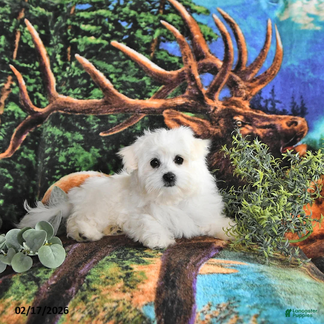 Maltese dogs for sale: Finn EXTRA SMALL - Ad 2