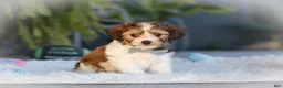 Cavachon dogs for sale: Hayes - Ad 4