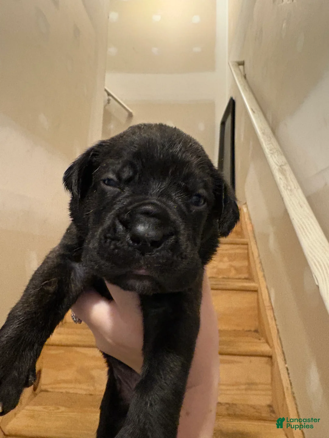 Cane Corso dogs for sale: Tiana - Ad 1